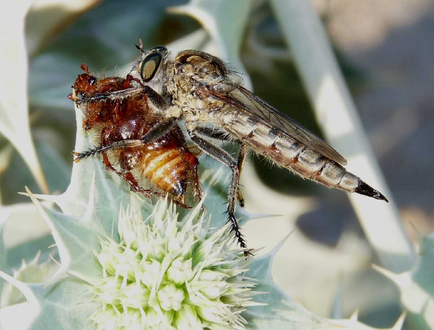 Galleria di insetti predatori e loro prede